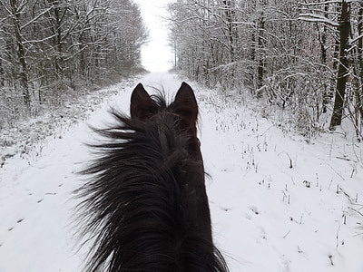 horse between snow-covered bare trees during daytime thumbnail