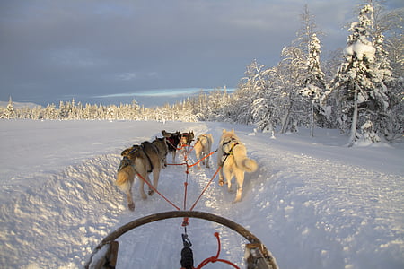 wolves pulling kart thumbnail