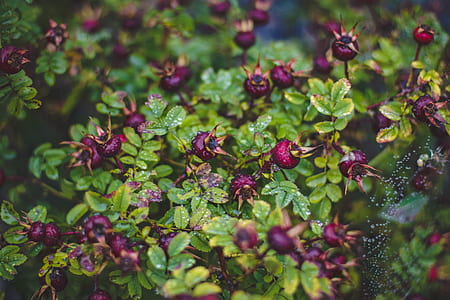 nature, shrub, garden, park thumbnail