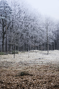 landscape photography of trees covered with snow thumbnail