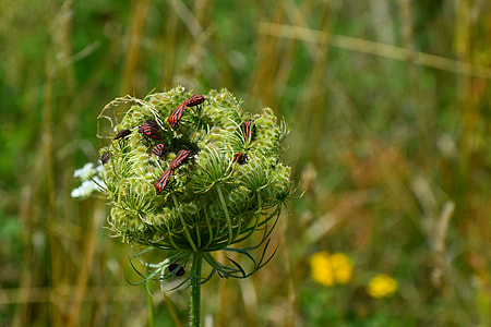 Stripes Bugs, Wild Carrot thumbnail