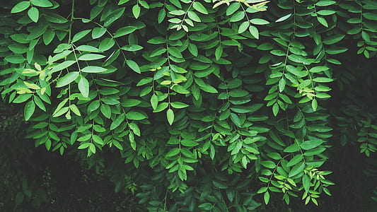 photo of green leaf plants thumbnail