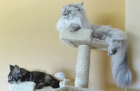 Persian Cats, Persian Chinchilla thumbnail