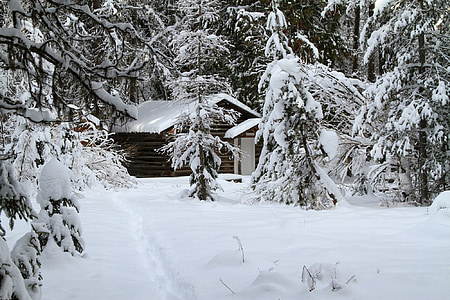trees covered with snow during daytime thumbnail