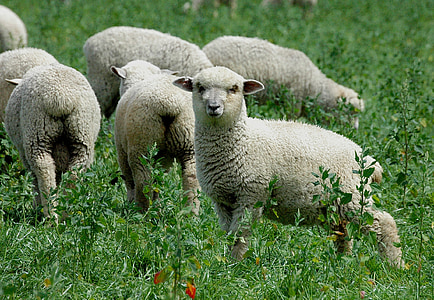 herd of white sheep on green field at daytime thumbnail