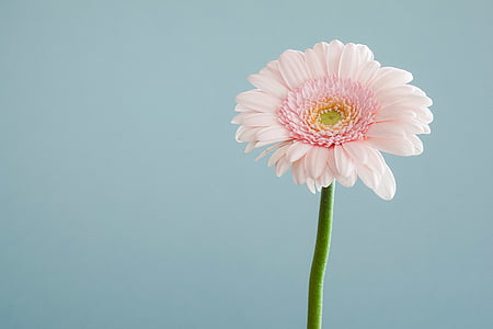 selective focus photo of pink Gerbera daisy flower thumbnail