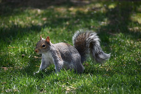 gray and brown squirrel walking on grass field thumbnail