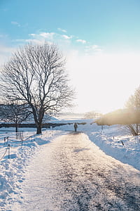 man standing near bare tree thumbnail