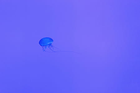 Blue Jellyfish Vector Art thumbnail