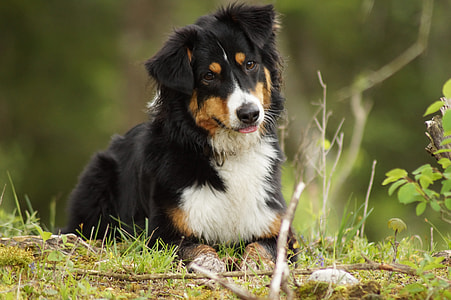black and white long-coated dog thumbnail