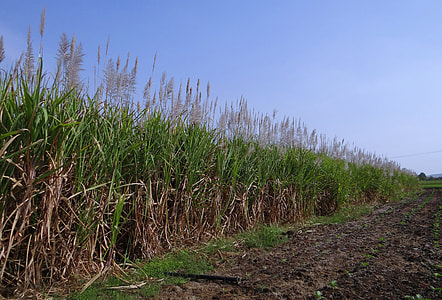 green grass field thumbnail