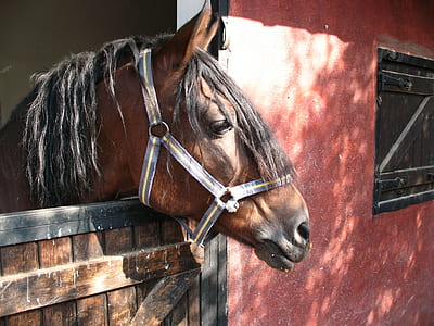 brown horse near red wallo thumbnail
