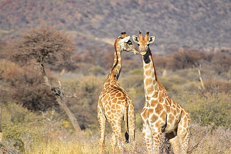 wildlife photography of two giraffes thumbnail