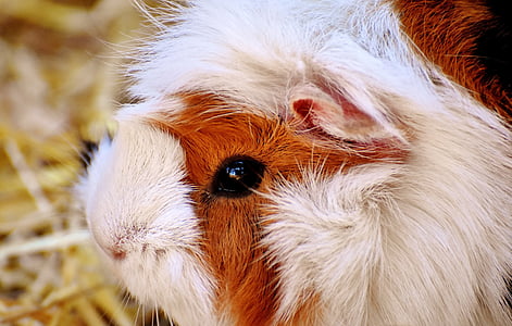 white and brown guinea pig thumbnail