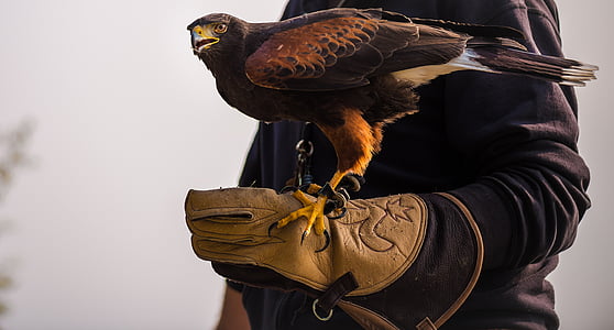 brown hawk bird thumbnail