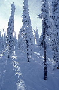 photography of pine trees covered by snow at daytime thumbnail