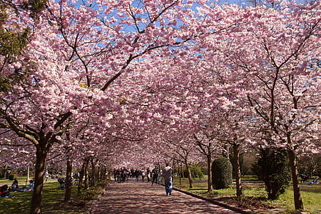 Cherry Blossom trees thumbnail