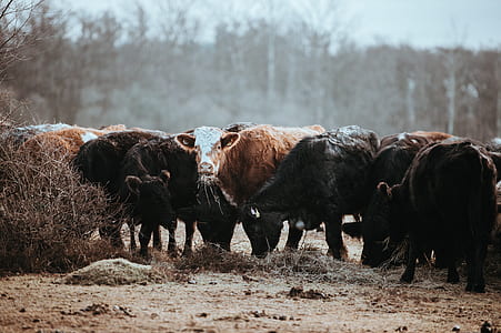 herd of cattle on focus photography thumbnail
