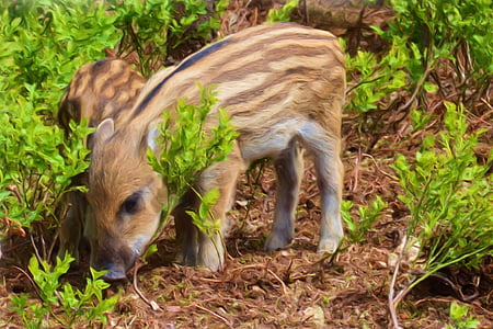 brown boar thumbnail