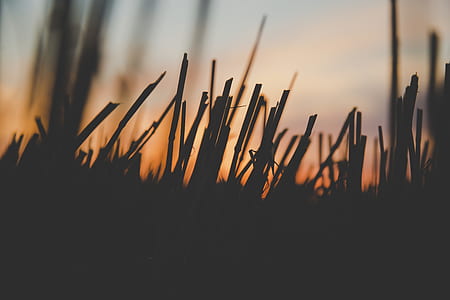 silhouette photo of grass during holden hour thumbnail