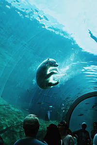 polar bear on the body of water thumbnail