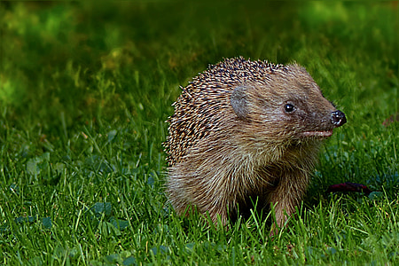 brown hedgehog on green grass thumbnail