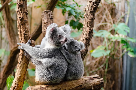 two koalas on wood branch thumbnail