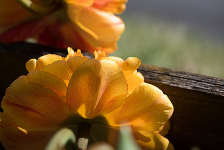 shallow focus photography of yellow flowers thumbnail