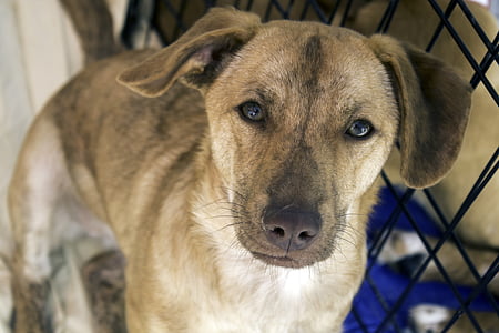 short-coat brown dog standing near chain link fence thumbnail