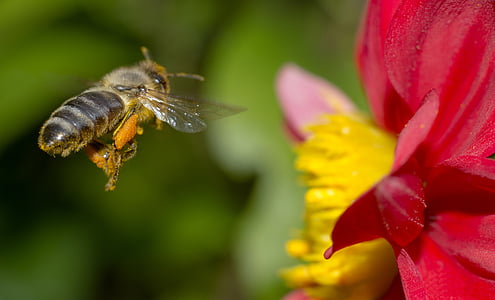 honey bee hovering near red petaled flower in selective-focus photography thumbnail