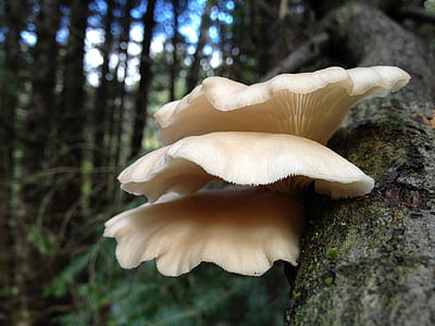 selective focus photography of mushroom thumbnail