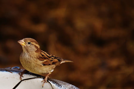 gray and brown bird perching on birdbath thumbnail