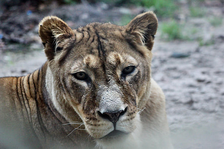 brown tiger thumbnail