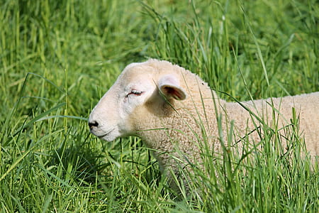 white sheep sitting on green grass during daytime thumbnail