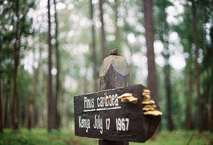 brown wooden tomb cross close up photo thumbnail