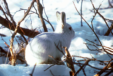 white rabbit surrounded by branches thumbnail
