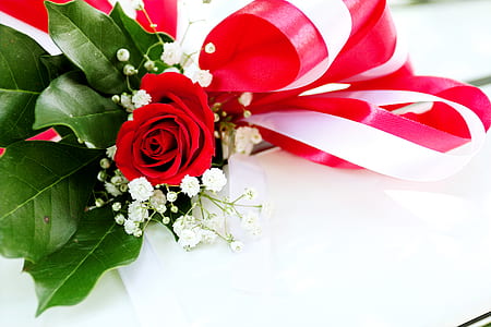 Red Rose Flower on White Surface thumbnail