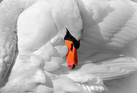 white swan in macro photography thumbnail