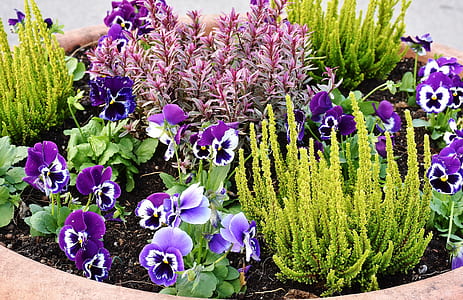 purple petaled flower thumbnail