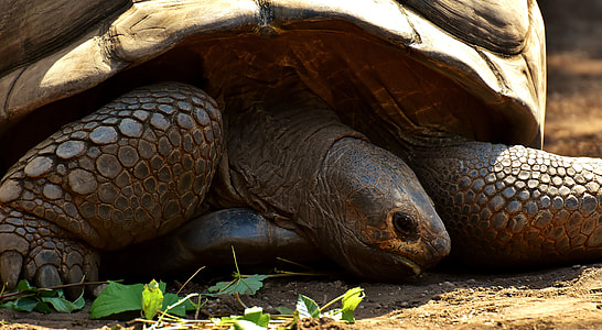 brown Galapagos tortoise thumbnail