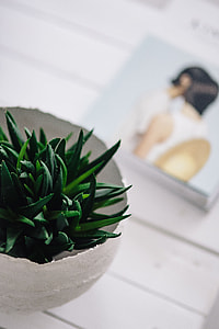 Green plant with magazines thumbnail
