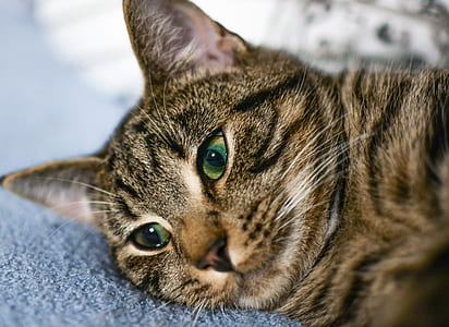 closeup photo of silver tabby cat lying on blue textil thumbnail