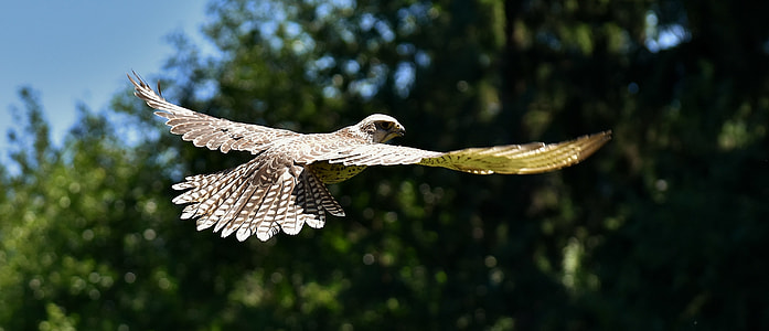 selective focus photography of flying falcon thumbnail
