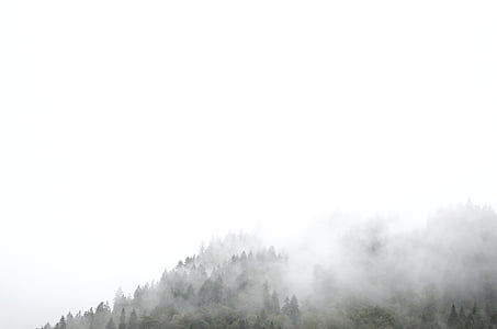 trees covered by fog thumbnail