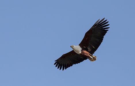 bald eagle flying on clear blue sky thumbnail