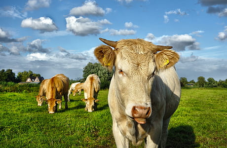 herd of brown-and-gray cows thumbnail