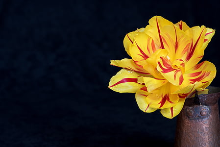 yellow and red petaled flower on brown vase thumbnail