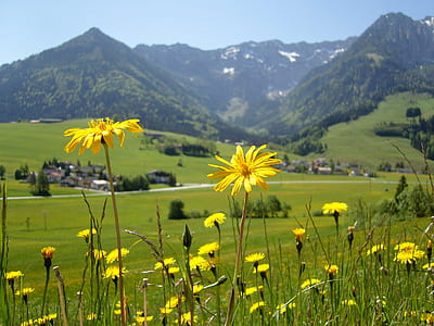 close-up photo of yellow flowers thumbnail