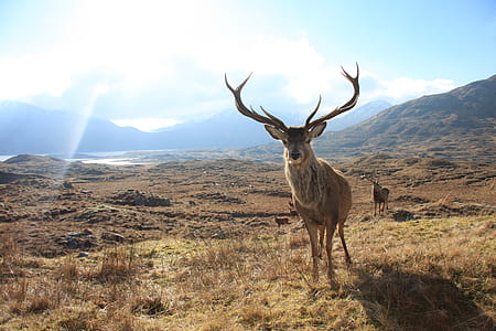 two bucks standing on grass field overlooking mountain and body of water under white and blue cloudy skies during daytime thumbnail