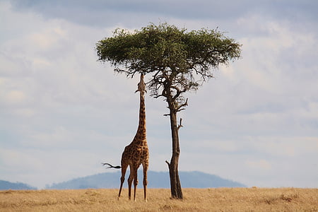 giraffe and tree thumbnail